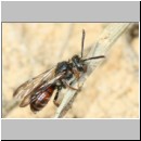 Nomada fuscicornis Wespenbiene - w01d 6-7mm - Teverener Heide det.jpg